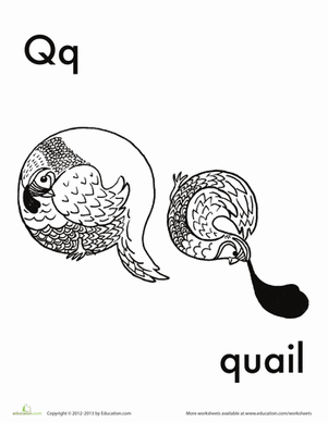Q代表鹌鹑