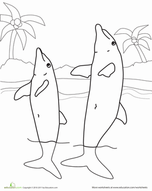 彩色海豚