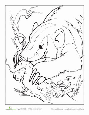 獾着色页