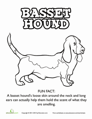 巴塞特猎犬着色页