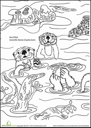 给海獭上色