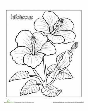 芙蓉着色页