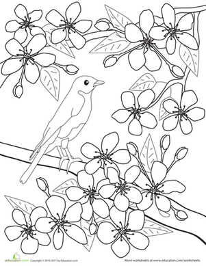 给花上色:樱花