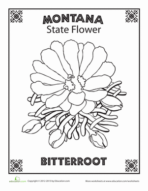 蒙大拿州花