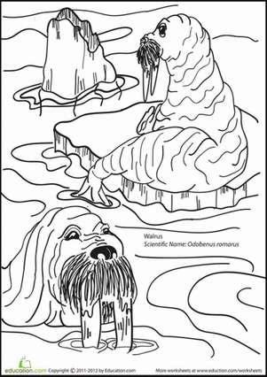 摇摆的海象着色页