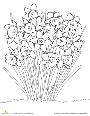 水仙花着色页