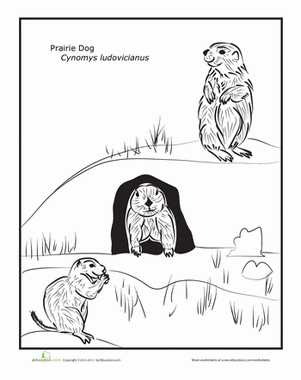 草原犬鼠