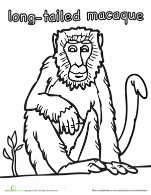 长尾猕猴着色页