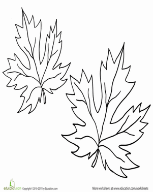 枫叶彩页