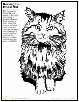 挪威森林猫