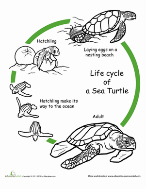 给生命周期上色:海龟