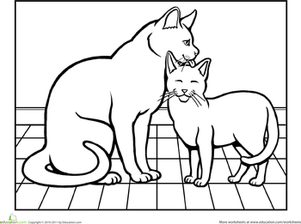 洗澡时给猫涂颜色