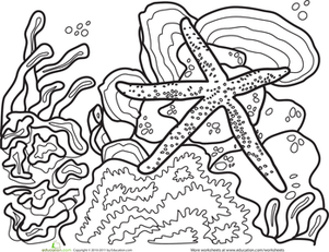 海星着色页面