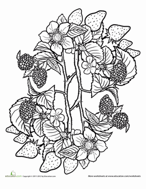 水果和蔬菜曼陀罗#10