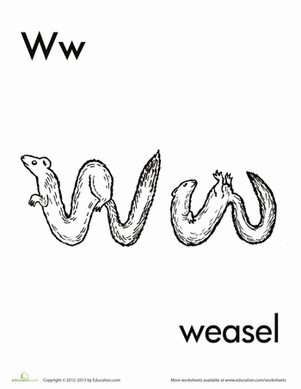 W代表鼬鼠