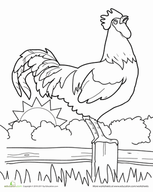 公鸡彩页