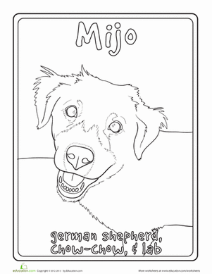 德国牧羊犬混合