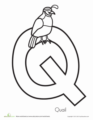 Q代表鹌鹑