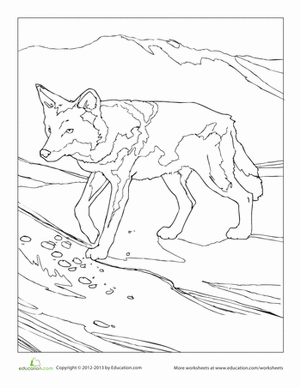 郊狼着色页