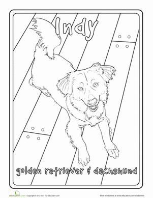 金毛猎犬腊肠犬混种
