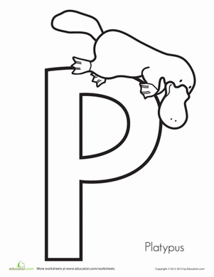 P代表鸭嘴兽