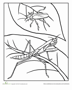螳螂着色页