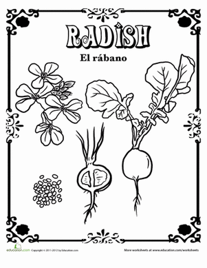 radisshin西班牙语