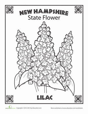 新罕布什尔州花