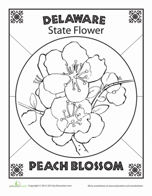 特拉华州花