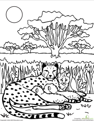 给猎豹家族上色
