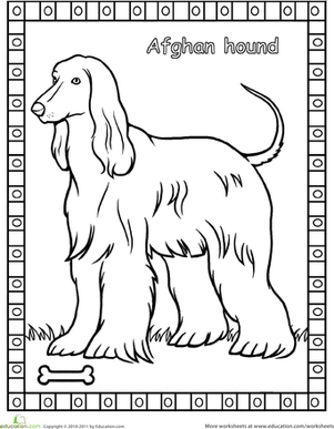 阿富汗猎犬着色页
