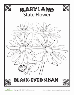 马里兰州立花卉