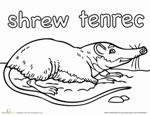 Shrew Tenrec彩页