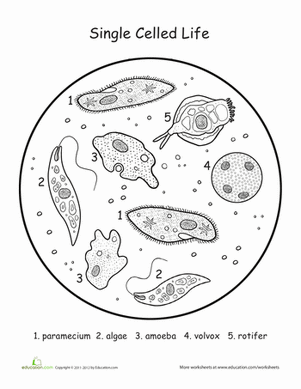 单细胞生物：生命科学