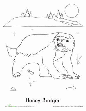 蜜獾着色页