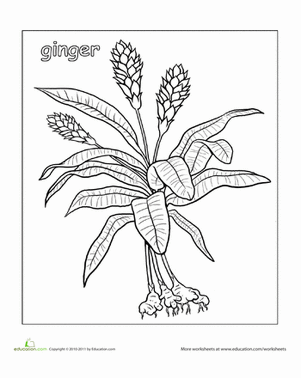 给姜类植物上色