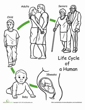 给生命周期上色:人类