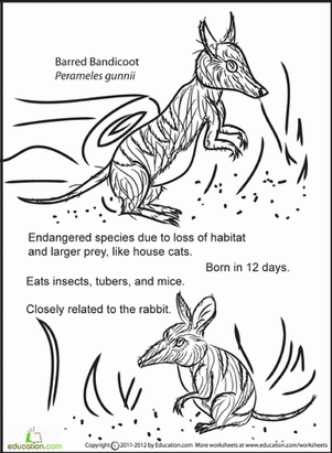 Bandicoot彩色页面