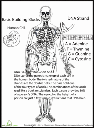 人类DNA