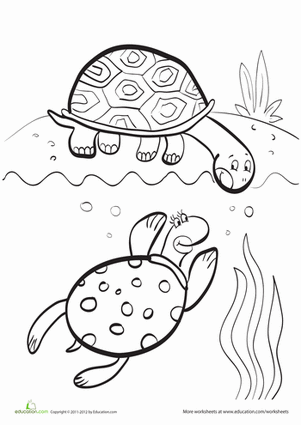 海龟朋友着色页