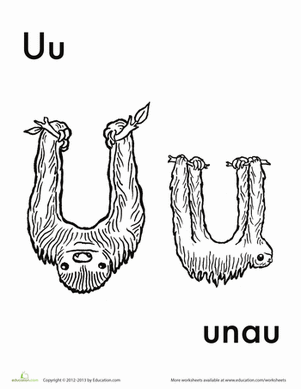 U代表Unau