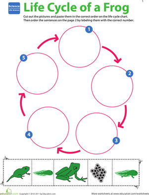 生命科学学习:青蛙的生命周期