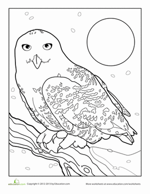 雪鸮着色页