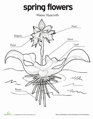 水葫芦着色页