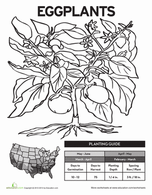 种植茄子！